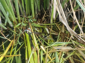 Water vole feeding station – Joe Bell-Tye