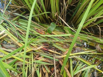 Water vole latrine – Joe Bell-Tye