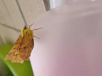 Canary shouldered thorn moth – David Stansfeld