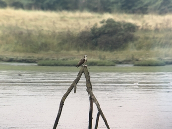 Osprey on River Blyth estuary - Steve Chadwick