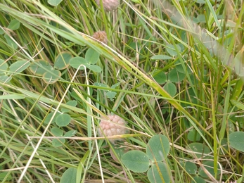 Strawberry clover at Hen Reedbeds – Jamie Smith