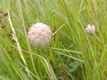 Strawberry clover at Hen Reedbeds – Jamie Smith