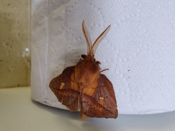 Vapourer moth – David Stansfeld
