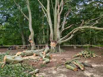 Fallen beech limbs at Knettishall Heath – Sam Norris