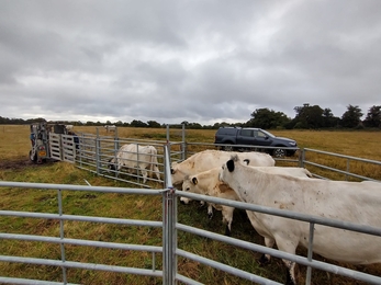 British white cattle foot check and trim