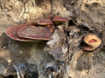 Beefsteak fungus – Ben Calvesbert