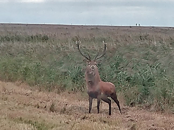 Red deer stag - Dan Doughty