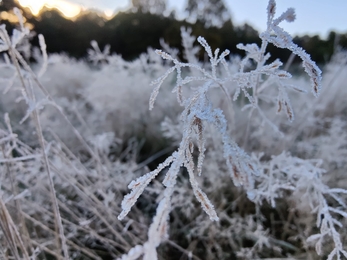 Frost at Redgrave & Lopham Fen - David Stansfeld