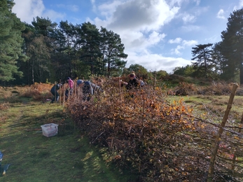 Constructing a dead hedge at Knettishall Heath – Sam Norris