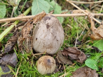 Common inkcap – Joe Bell-Tye 