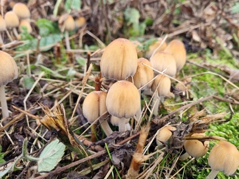 Glistening inkcap – Joe Bell-Tye 