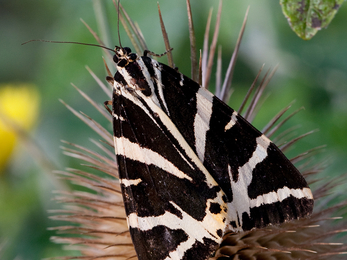 Jersey tiger moth - Vaughn Matthews