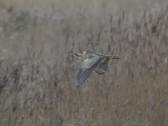 Bittern in flight at Carlton Marshes, Gavin Durrant, Dec 21