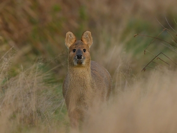 Chinese water deer at Carlton Marshes, Gavin Durrant, Dec 21