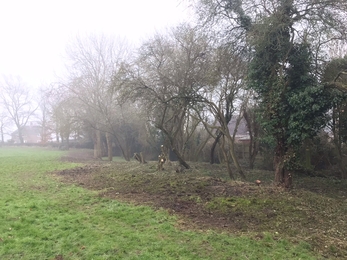 Cleared undergrowth to allow light to reach the village pond