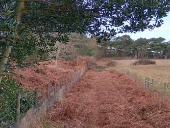 After bracken management – Andrew Hickinbotham 