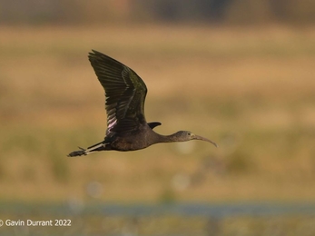 Glossy ibis at Carlton Marshes - Gavin Durrant