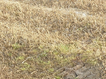 Can you spot the jack snipe? Hen Reedbeds - Dan Doughty