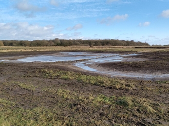 Scrape at Snape Marshes - Andrew Excell