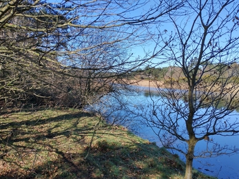 Area for new viewpoint at Lound Lakes -  Andrew Hickinbotham  