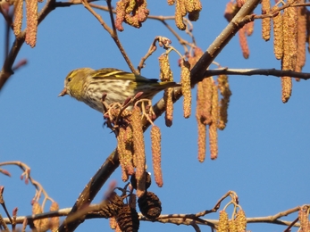 siskin