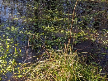 Frogspawn at Reydon Wood – Jamie Smith