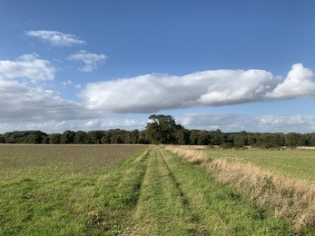 Arable fields looking back to the Fen - soon to be returned to nature