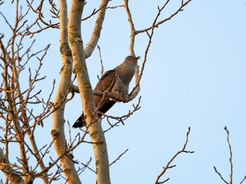 Cuckoo at Redgrave & Lopham Fen - Sharon Broadley