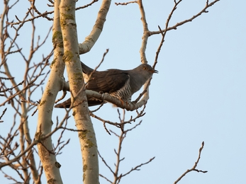 Cuckoo at Redgrave & Lopham Fen - Sharon Broadley