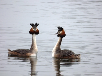 great crested grebes