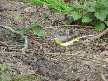 grey wagtail