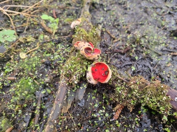 Scarlet elf cup at Lackford – Joe Bell-Tye 