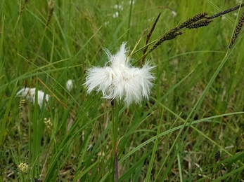 Cotton grass at Thelnetham Fen – Debs Crawford