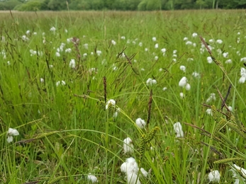 Cotton grass at Thelnetham Fen – Debs Crawford