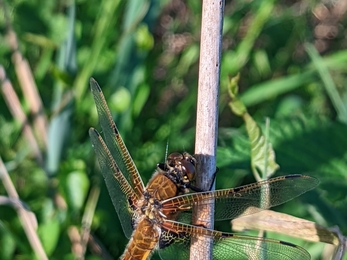 Four-spotted chaser at Hen Reedbeds - Jamie Smith