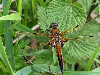 Four-spotted chaser at Hen Reedbeds - Jamie Smith