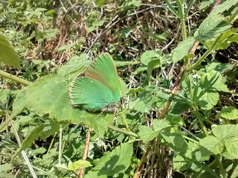 Green hairstreak at Lound Lakes - Andy Hickinbotham