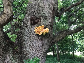 Hen of the Woods on Chapel Loke, Lound – Andy Hickinbotham