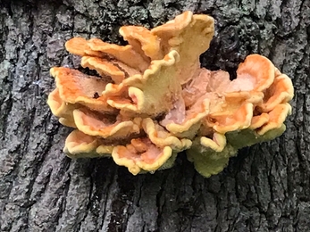 Hen of the Woods on Chapel Loke, Lound – Andy Hickinbotham