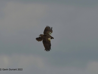 Marsh harrier – Gavin Durrant 