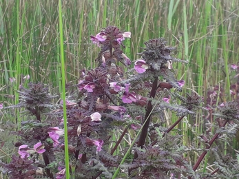 Marsh lousewort at Roydon Fen - Debs Crawford