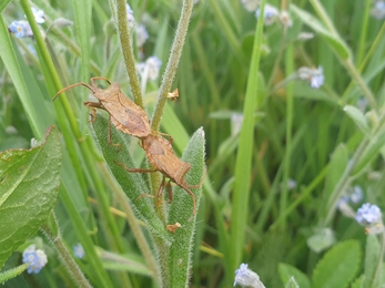 Dock bugs mating – Dan Doughty