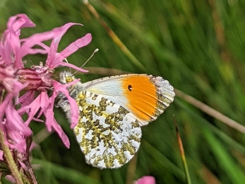 Orange tip on ragged robin at Darsham Marshes - Jamie Smith