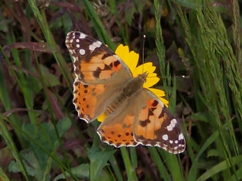 Painted lady at Lound Lakes - Andy Hickinbotham