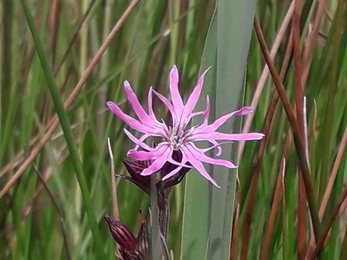 Ragged robin at Roydon Fen - Debs Crawford