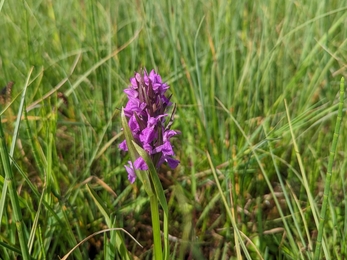Southern marsh orchid at Darsham Marshes - Jamie Smith