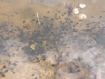 Tadpoles in dyke at Calrton Marshes - Gavin Durrant