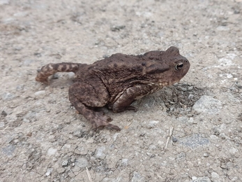 Toad at Carlton Marshes - Gavin Durrant