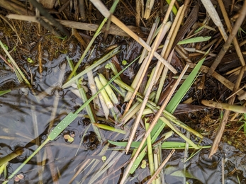 Water vole signs at Dingle Marshes - Jamie Smith