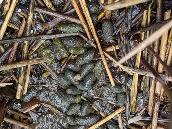 Water vole signs at Dingle Marshes - Jamie Smith